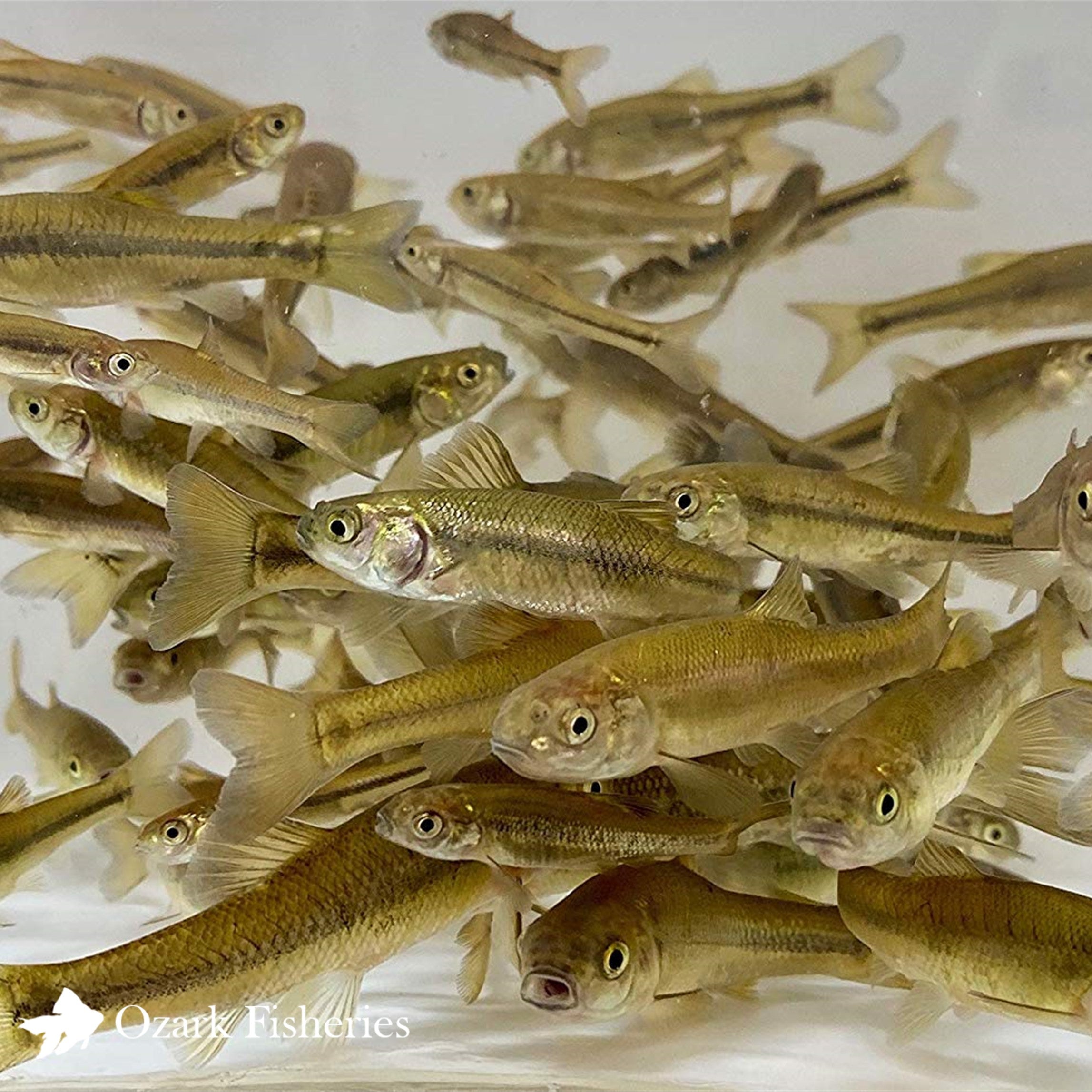 Black Fathead Minnows Ozark Fisheries, Inc.