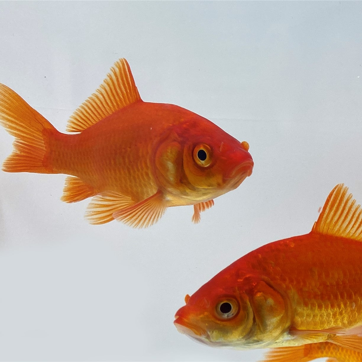 Comet Goldfish Ozark Fisheries Inc comet-goldfish-ozark-fisheries-inc