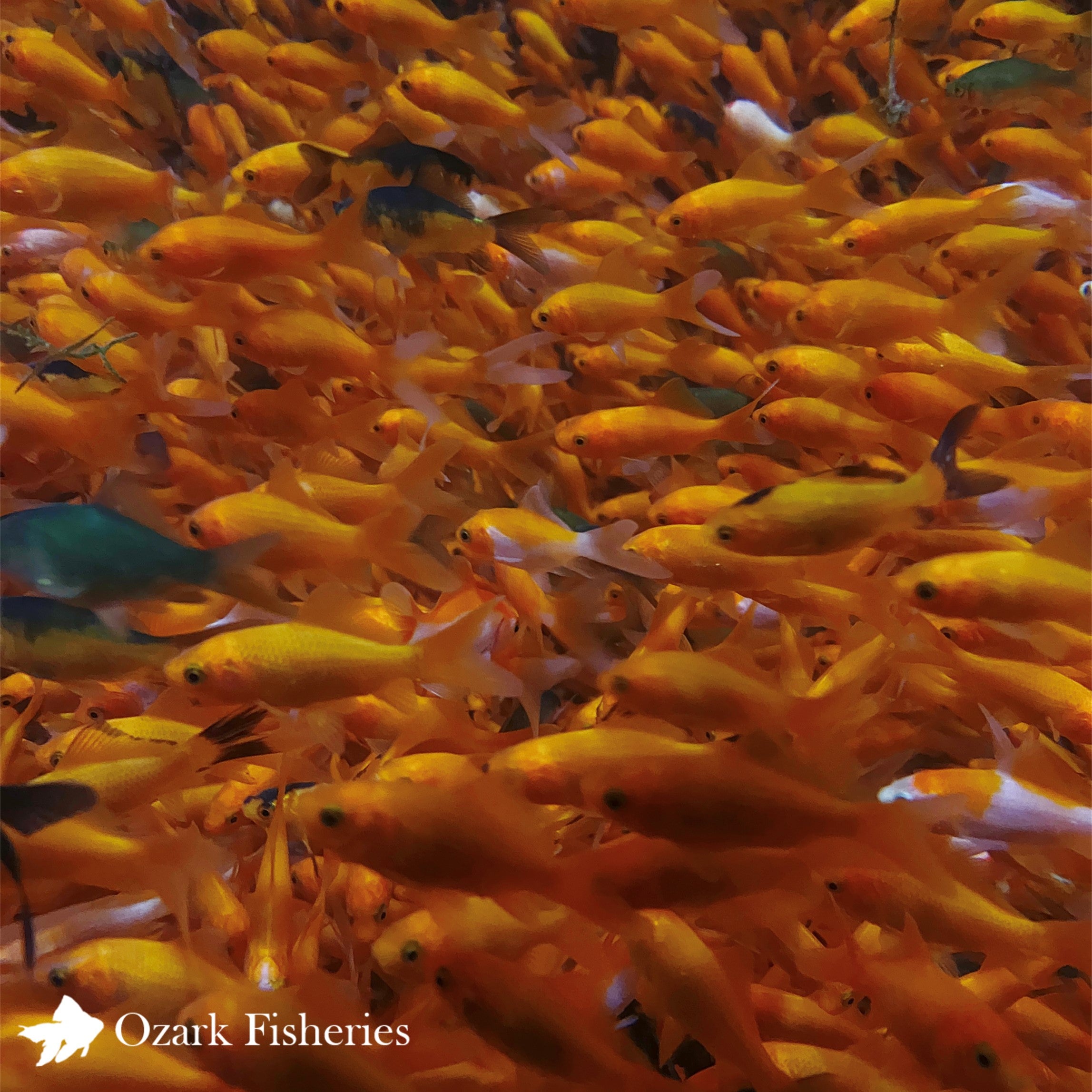 Feeder Common Goldfish – Ozark Fisheries, Inc.