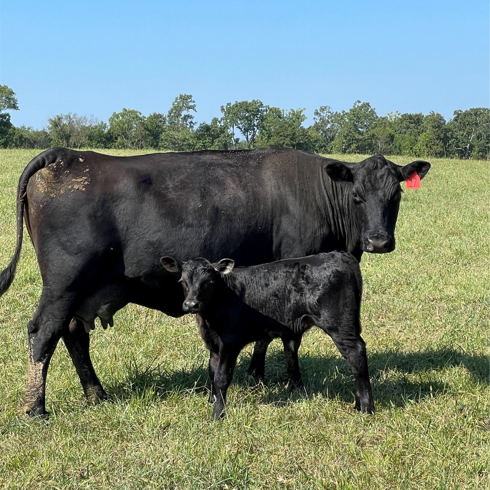 Circle F Cattle Compay