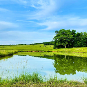 Ozark Fisheries ponds and cattle