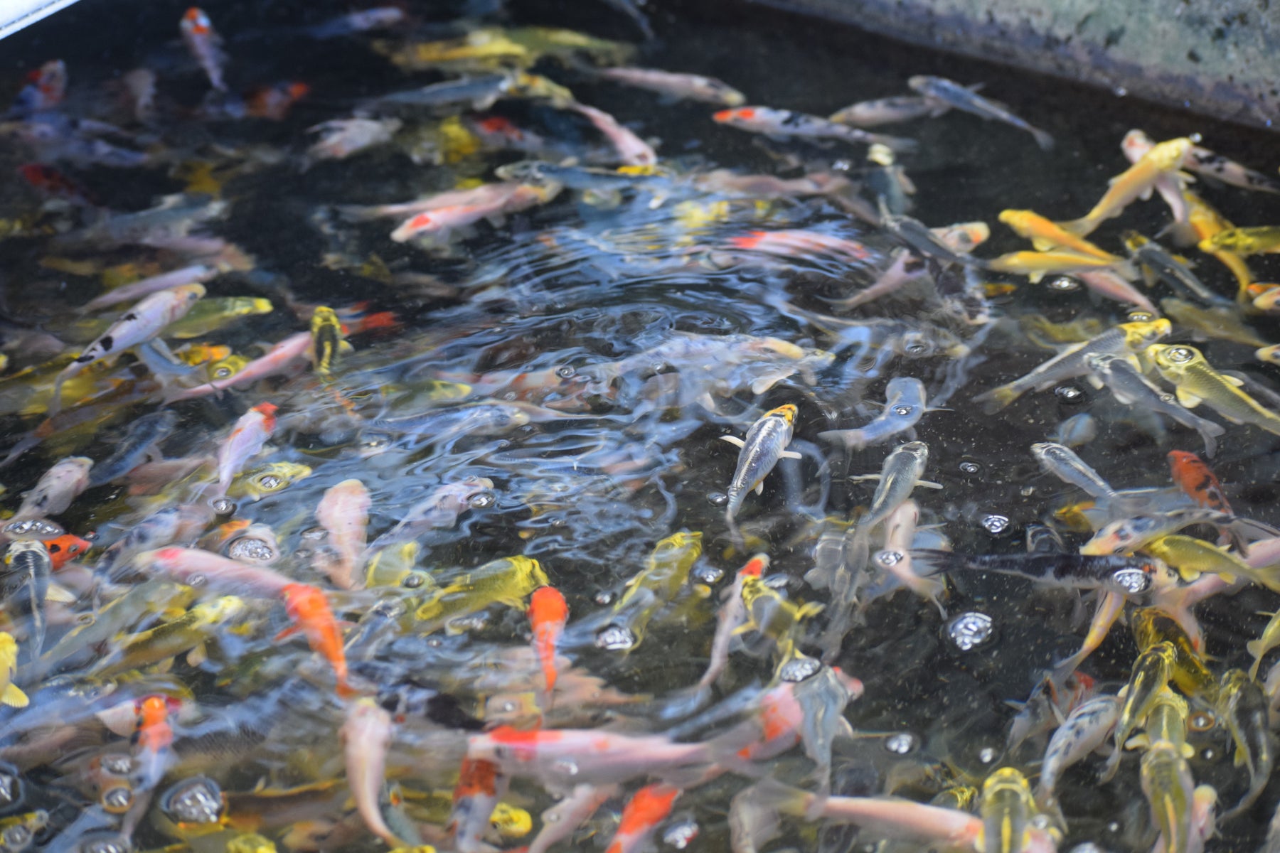 Ozark Fisheries Koi