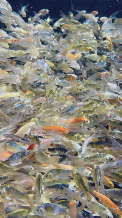Butterfly Fin Koi Video
