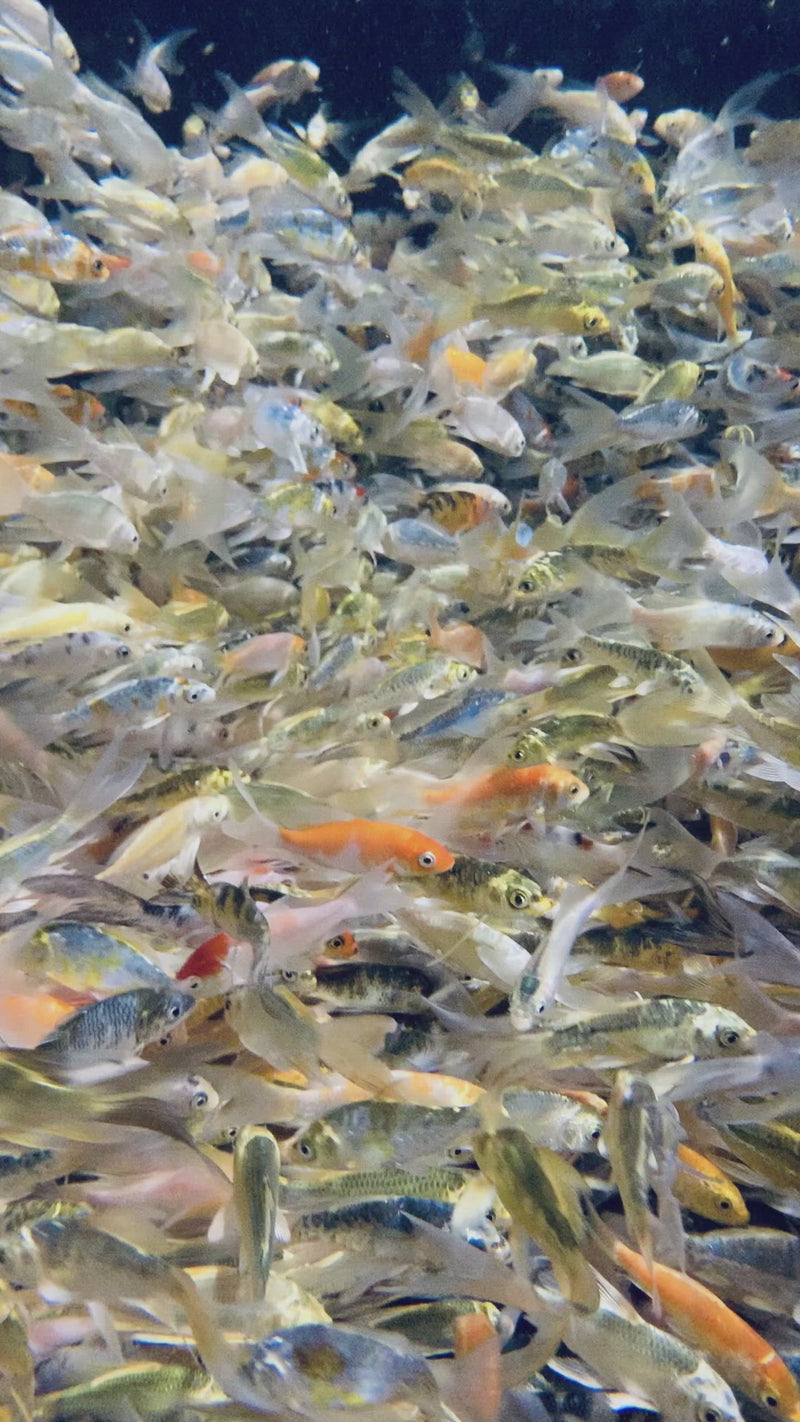 Butterfly Fin Koi Video