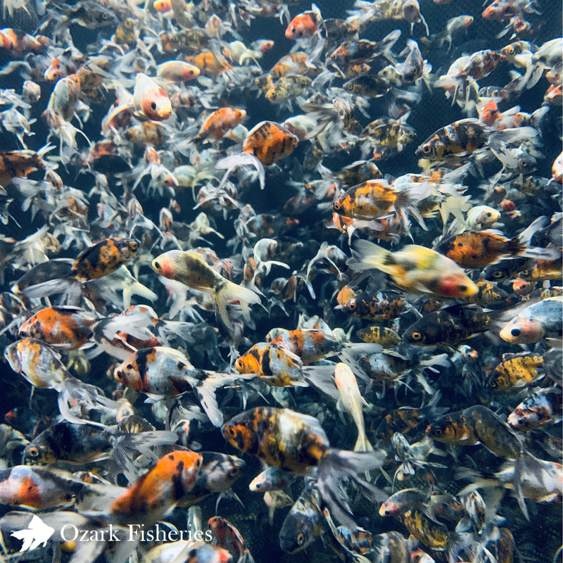 Calico Fantail Goldfish