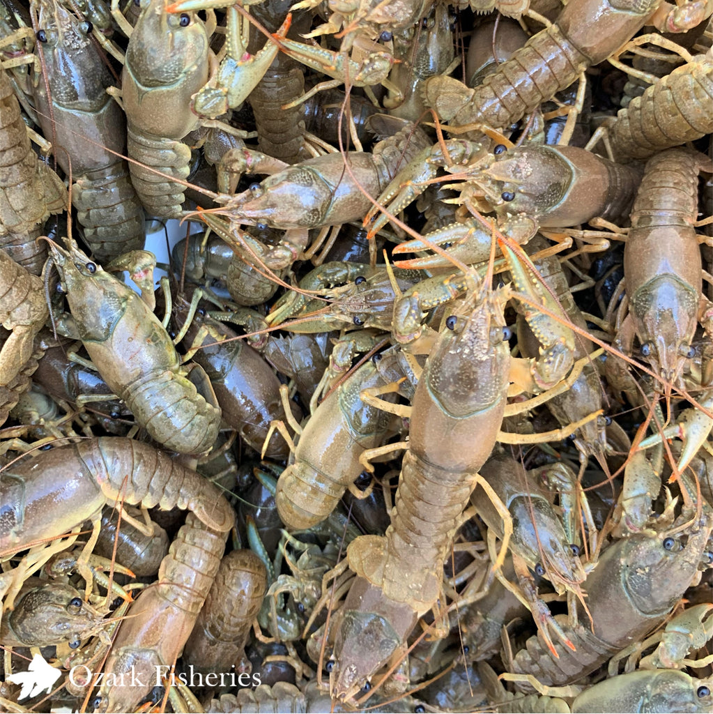 Crayfish – Ozark Fisheries, Inc.
