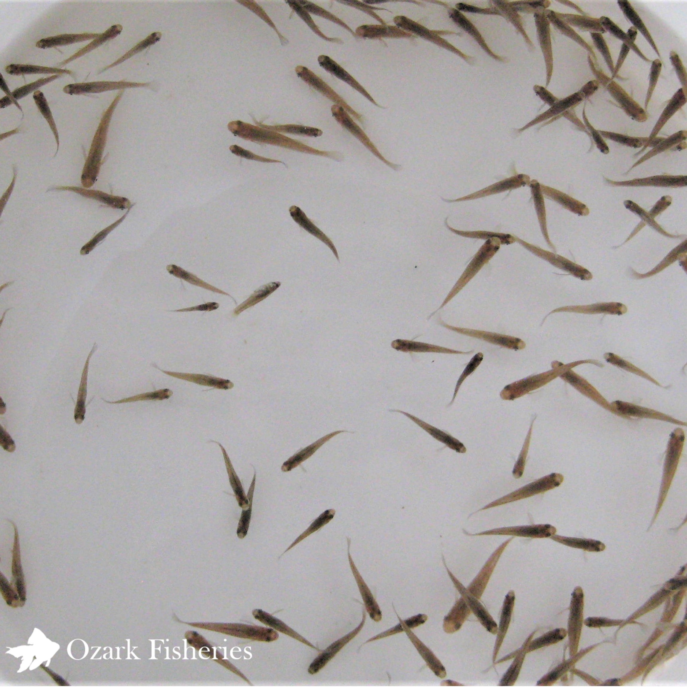 Western Mosquitofish