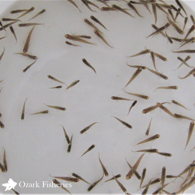 Mosquito Fish