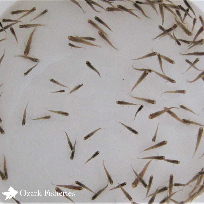 Mosquito Fish