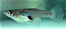 Mosquito fish 