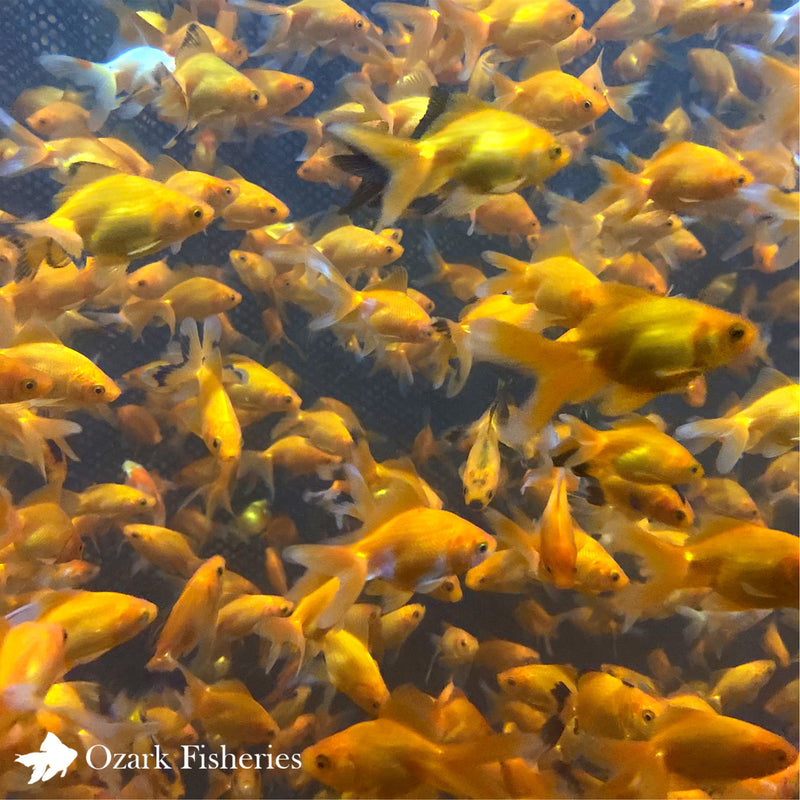 Red Fantail Goldfish 