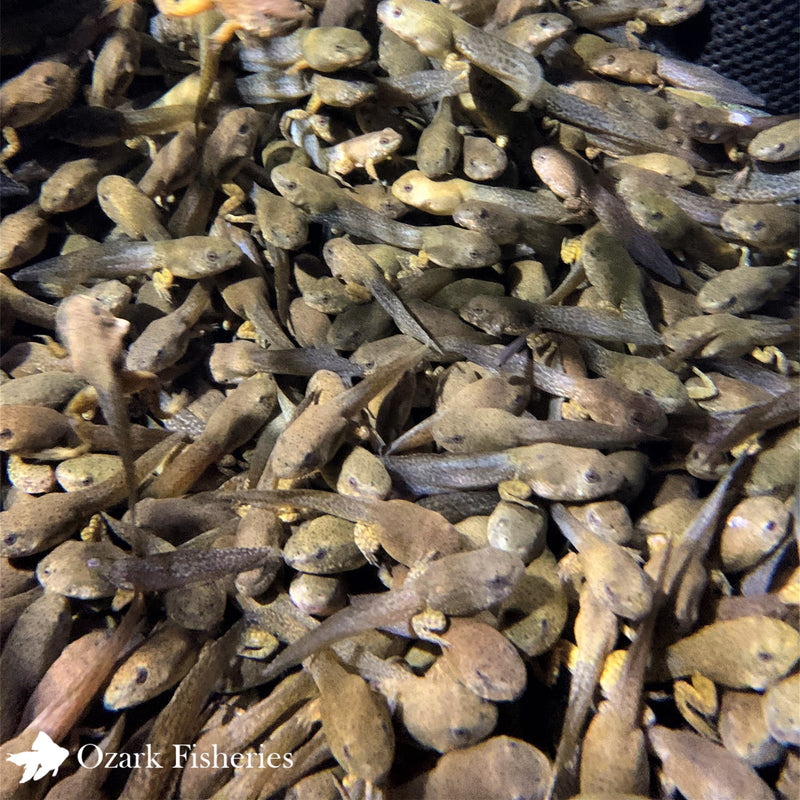 Bullfrog Tadpoles