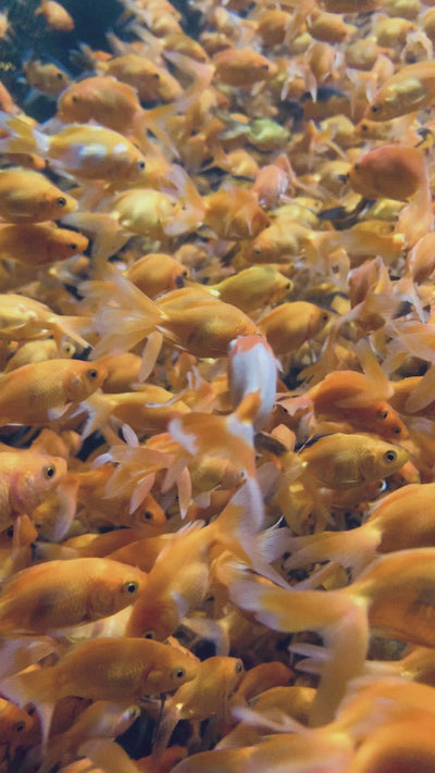 Red Fantail Goldfish 2020